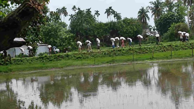 সার না পেয়ে ক্ষুব্ধ কৃষকদের হরিলুট: গোডাউন ভেঙে নিয়ে গেল প্রায় ১০ টন ইউরিয়া