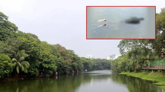 ধানমন্ডি লেক থেকে ভাসমান মরদেহ উদ্ধার, তদন্তে পুলিশ